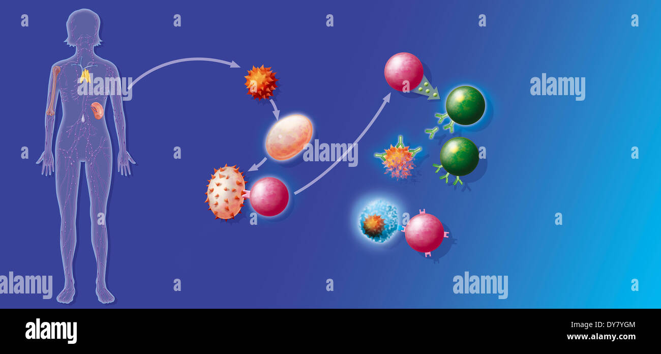 Sistema immunitario, illustrazione Foto Stock