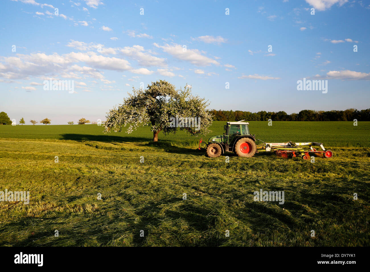 Il lavoro agricolo in primavera, Hegau, la regione del Lago di Costanza, Baden-Württemberg, Germania Foto Stock
