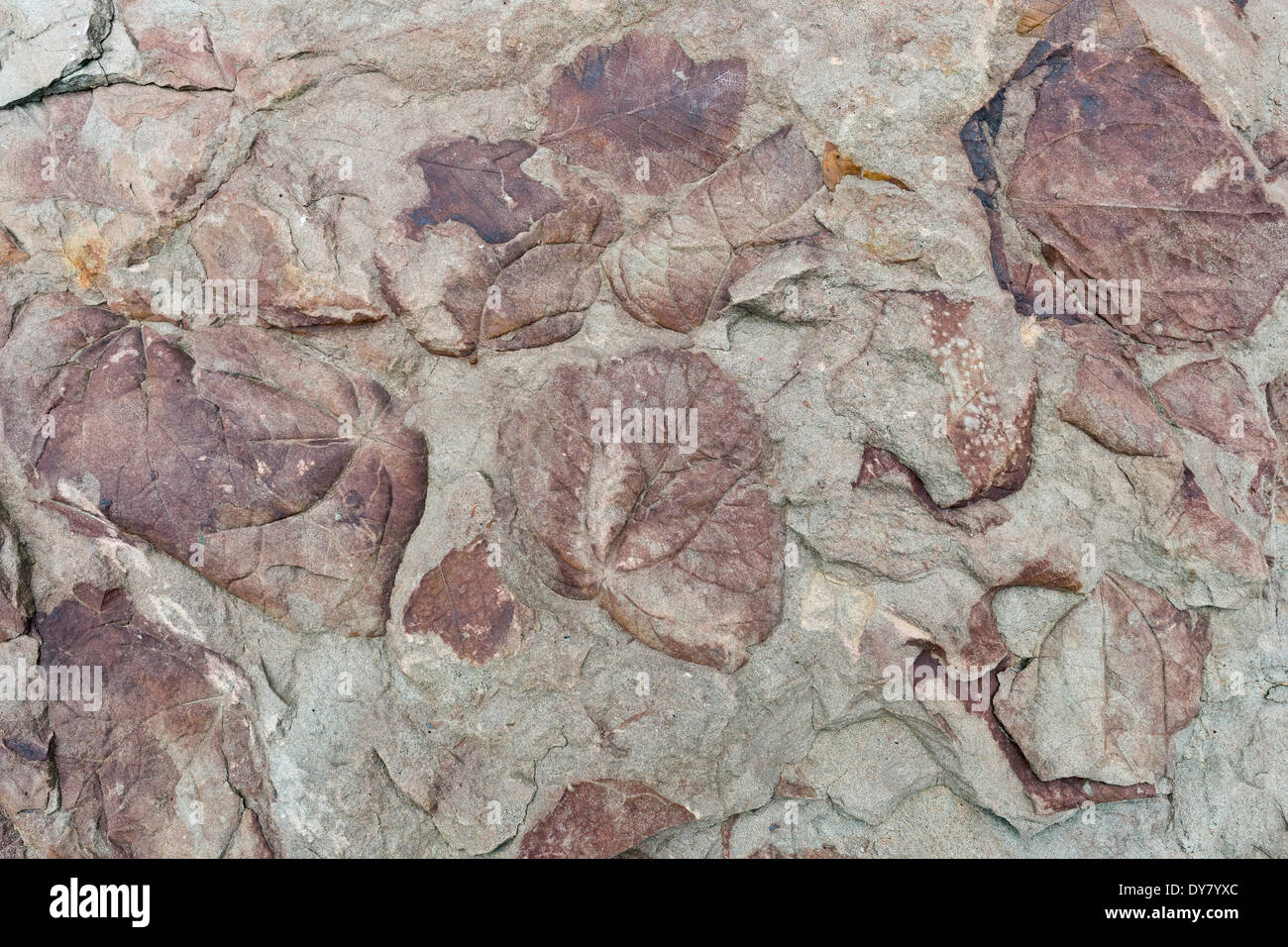I fossili di foglie decidue, 35-40 milioni di anni, dall'Longyearbreen ghiacciaio Longyear Dalen valley, Spitsbergen Foto Stock