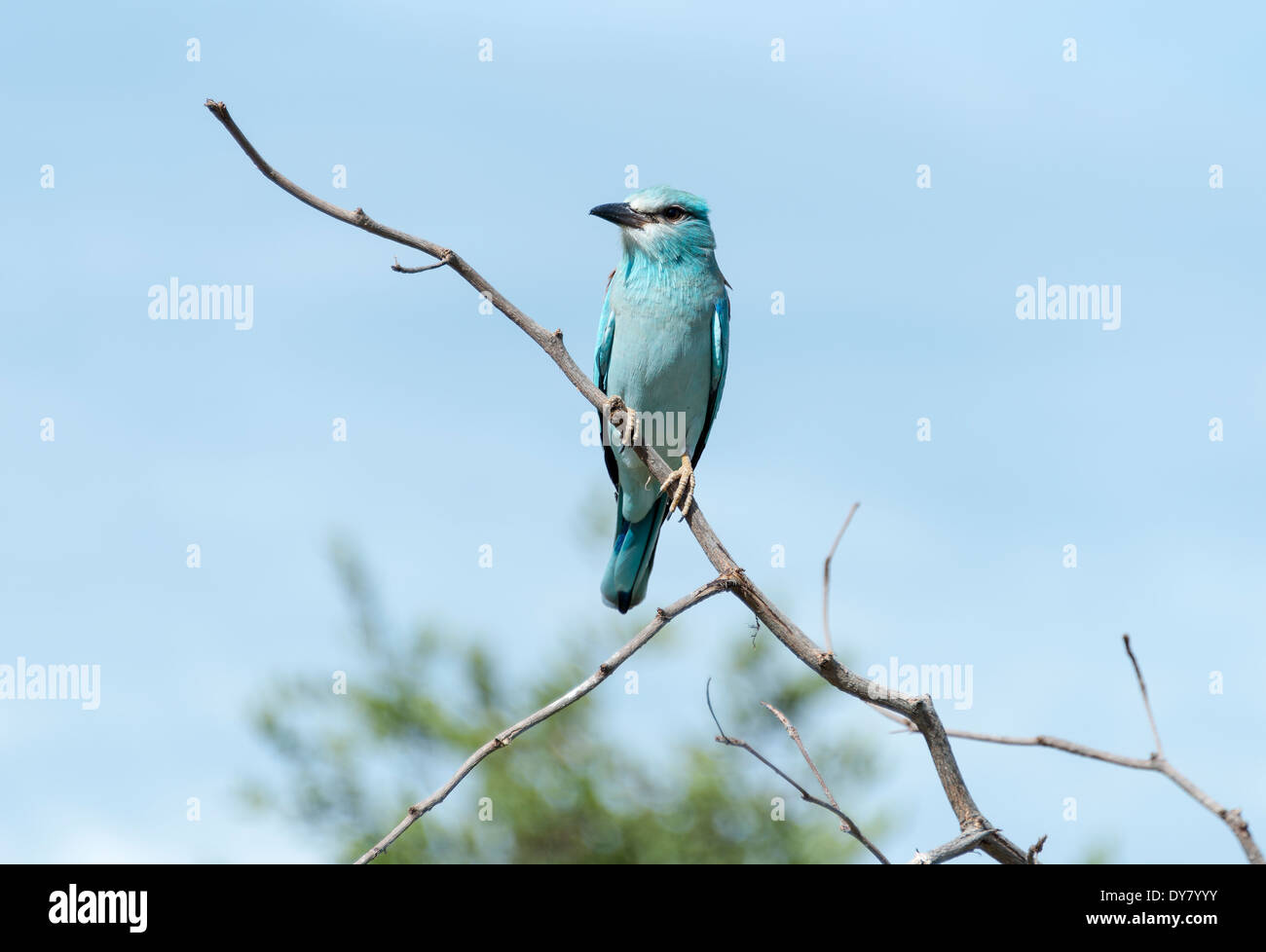 Blu rullo europeo nel parco nazionale Kruger sud africa Foto Stock