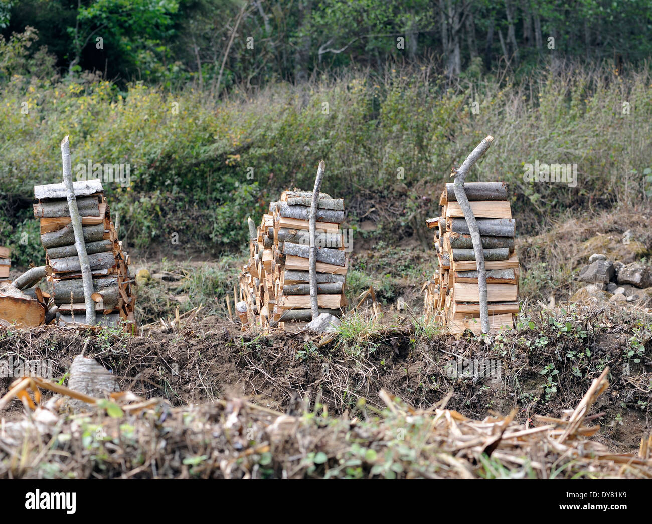 Legna da ardere per cucinare è ordinatamente impilati in un nuovo campo cancellati sul pendio di una collina. Foto Stock