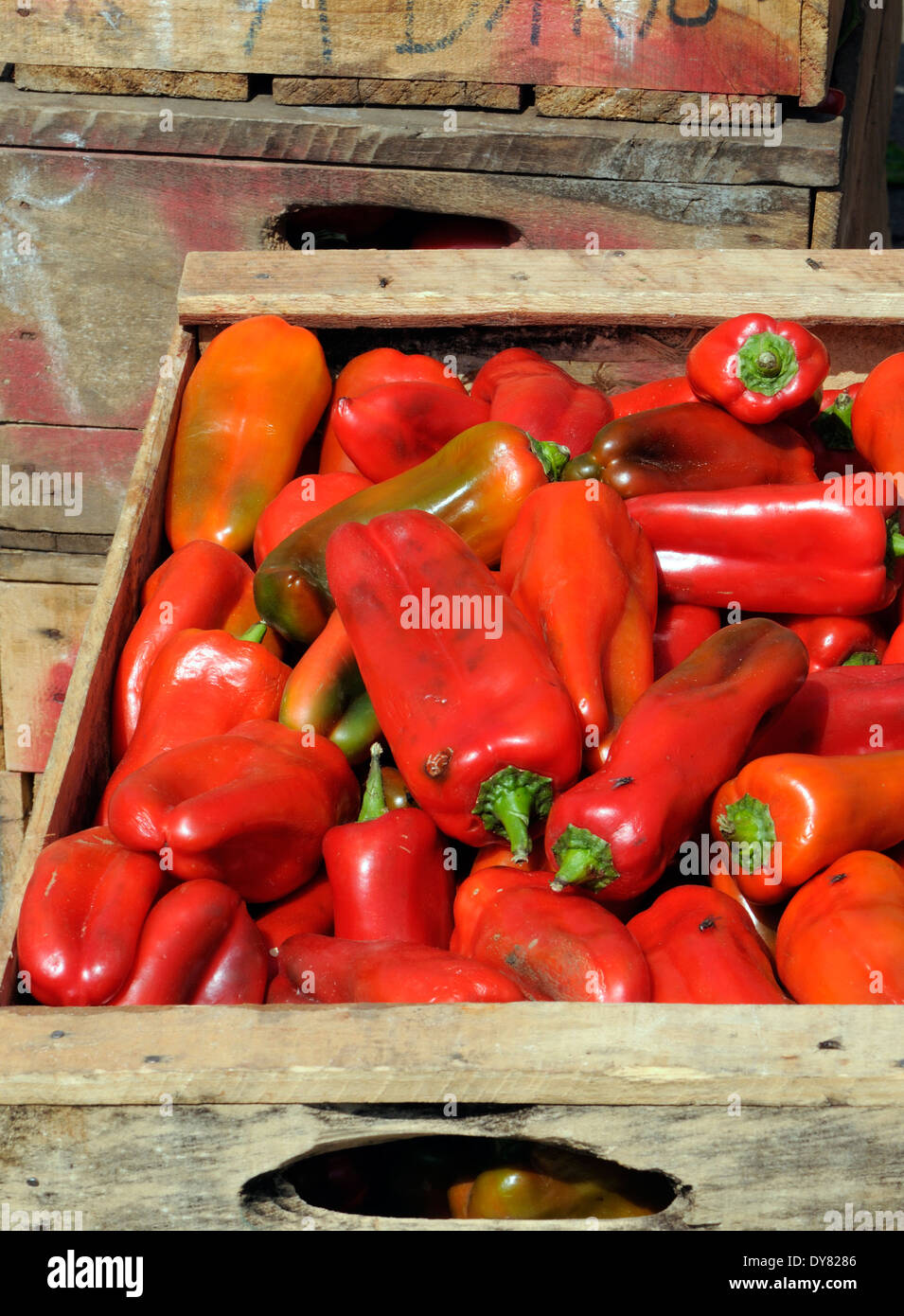 Scatole di peperoni rossi per la vendita nel mercato ortofrutticolo in Almolonga. San Pedro de Almolonga, Repubblica del Guatemala. Foto Stock