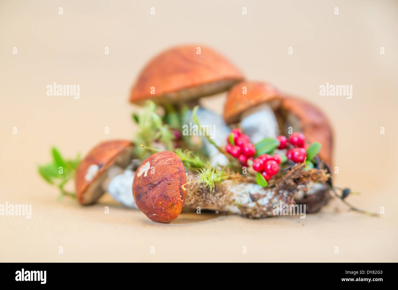 Foresta di funghi commestibili e mirtilli rossi su sfondo Foto Stock