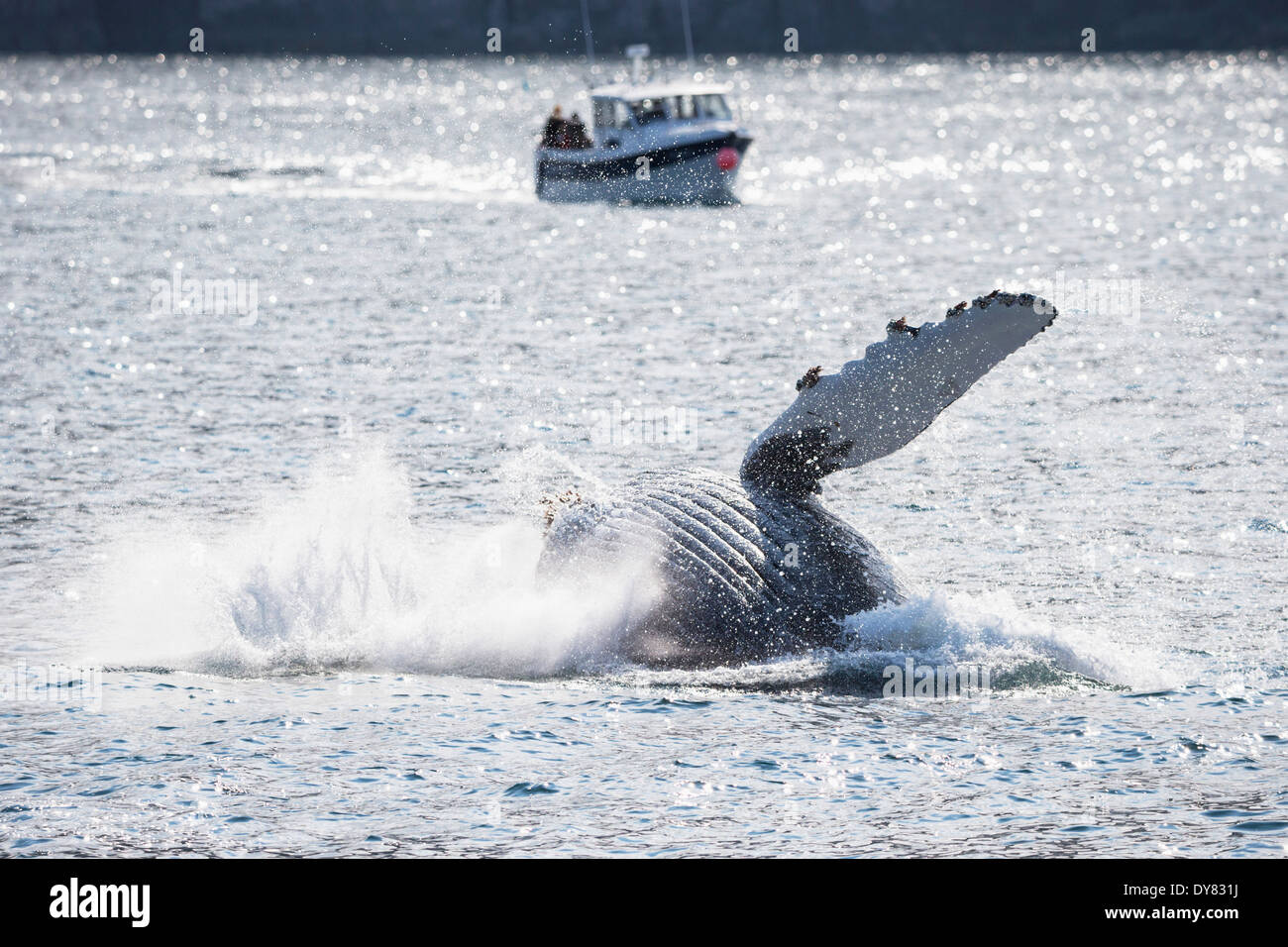 Stati Uniti d'America, Alaska Seward, risurrezione Bay, pinna pettorale del jumping Humpback Whale (Megaptera novaeangliae) nella parte anteriore della barca Foto Stock