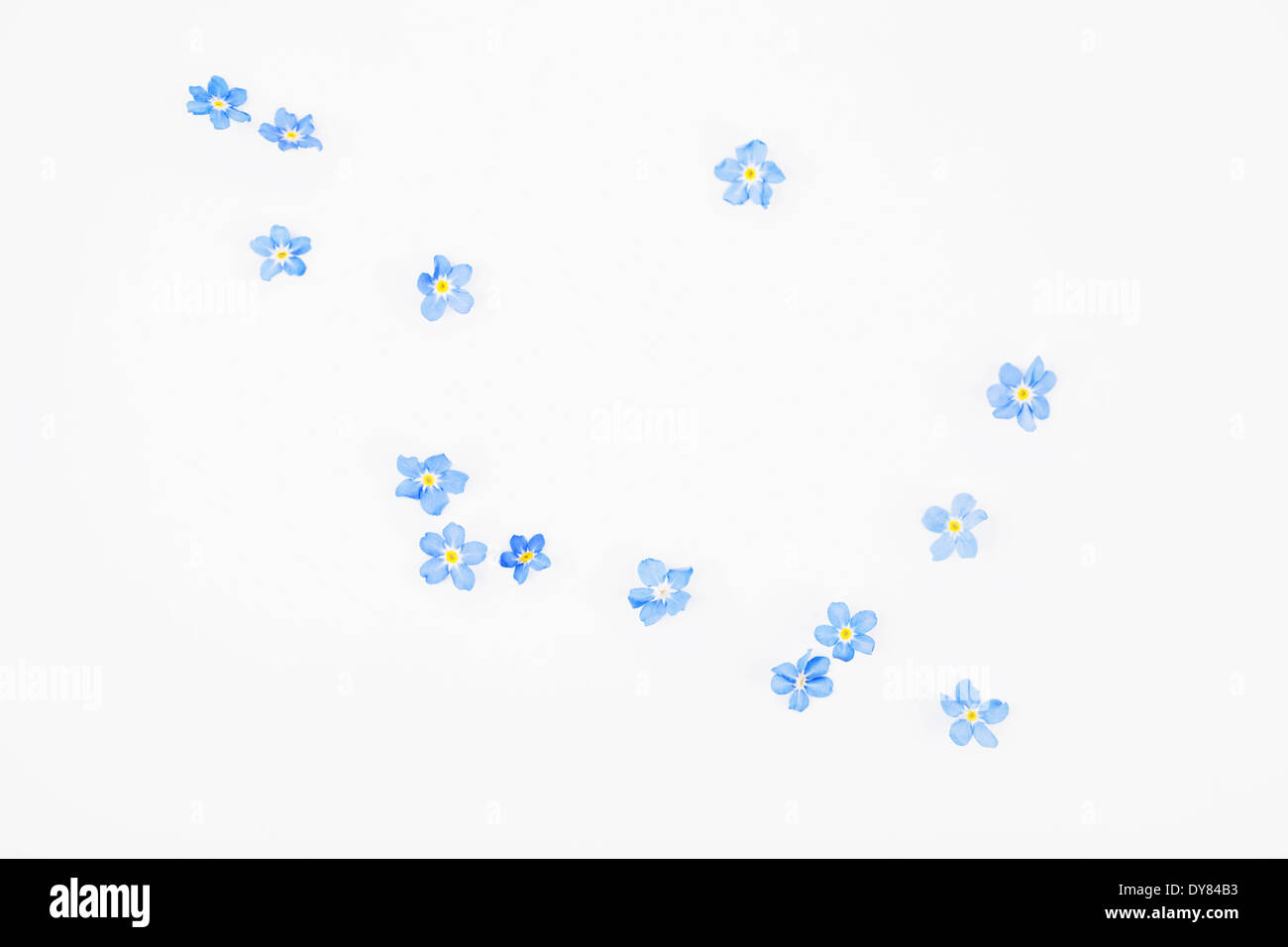 Fioriture di dimenticare-me-non (Myosotis sylvatica) su sfondo bianco Foto Stock