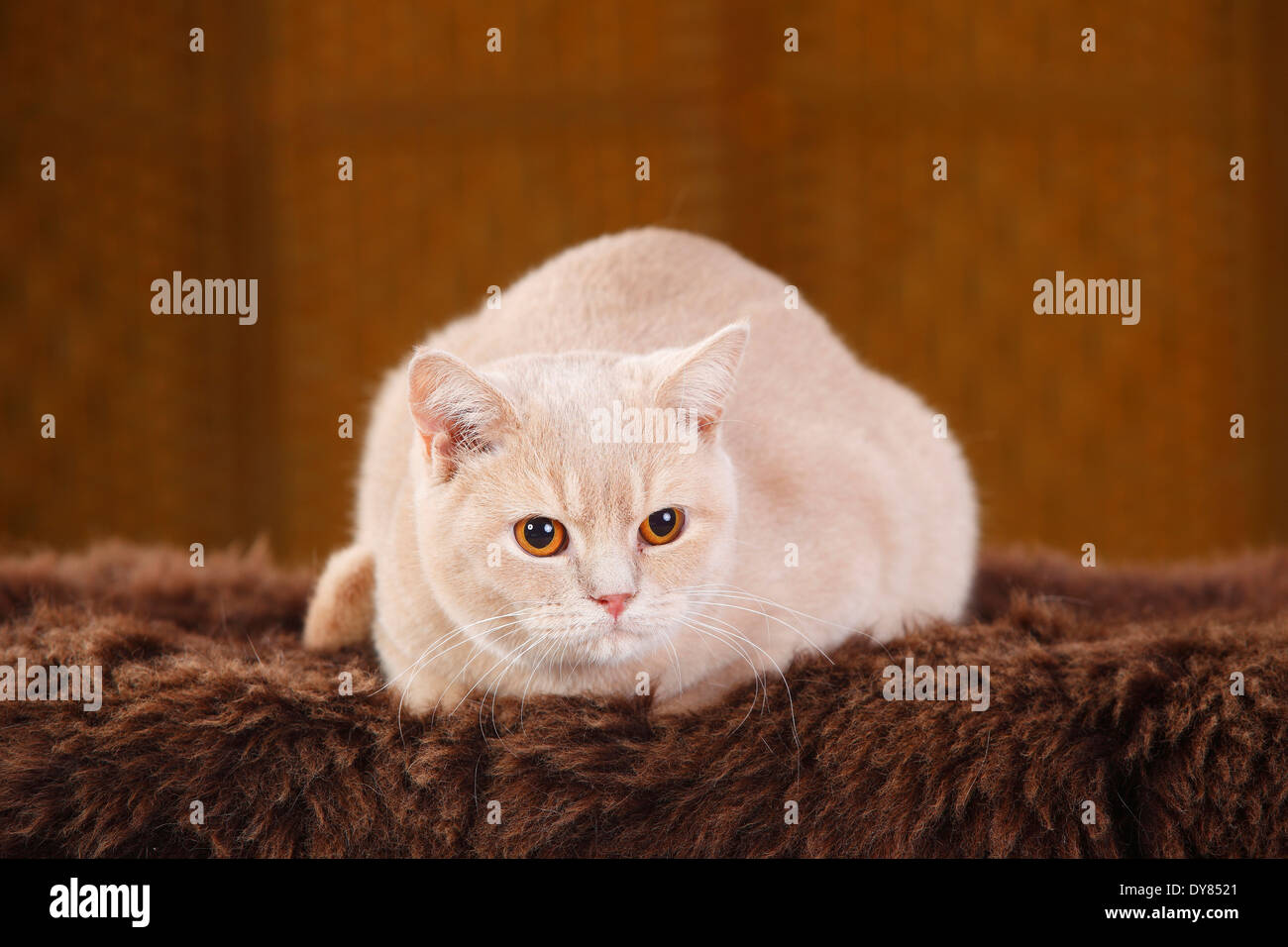 British Shorthair Gatto sdraiato su marrone con fodera in pelliccia sintetica Foto Stock