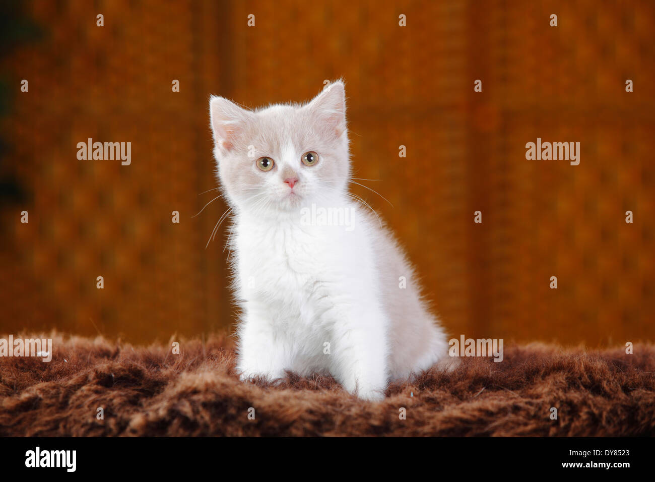 British Shorthair Cat, gattino, seduto su con fodera in pelliccia sintetica Foto Stock