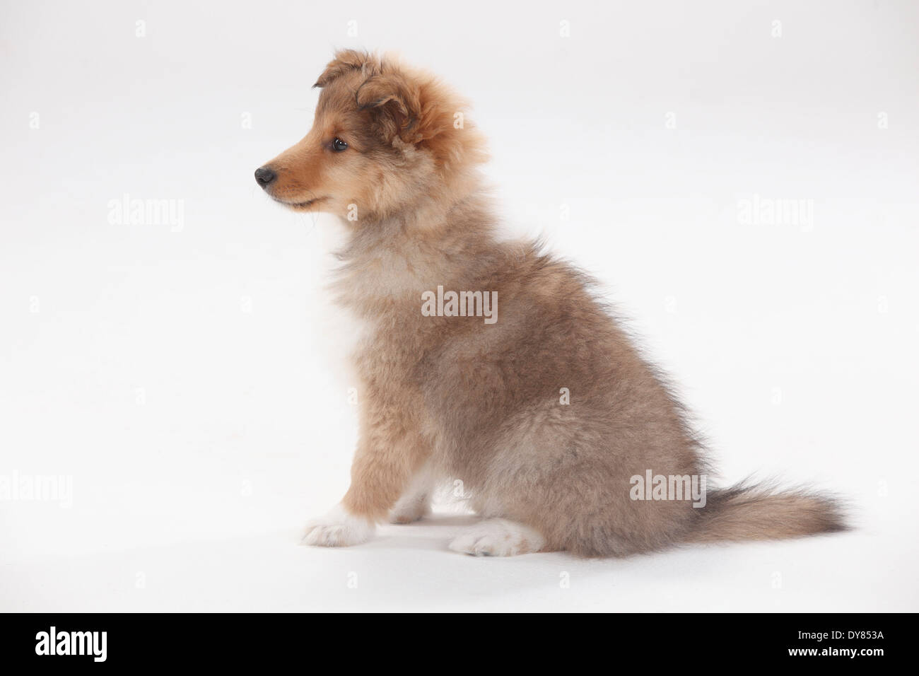 Sheltie, cucciolo Foto Stock