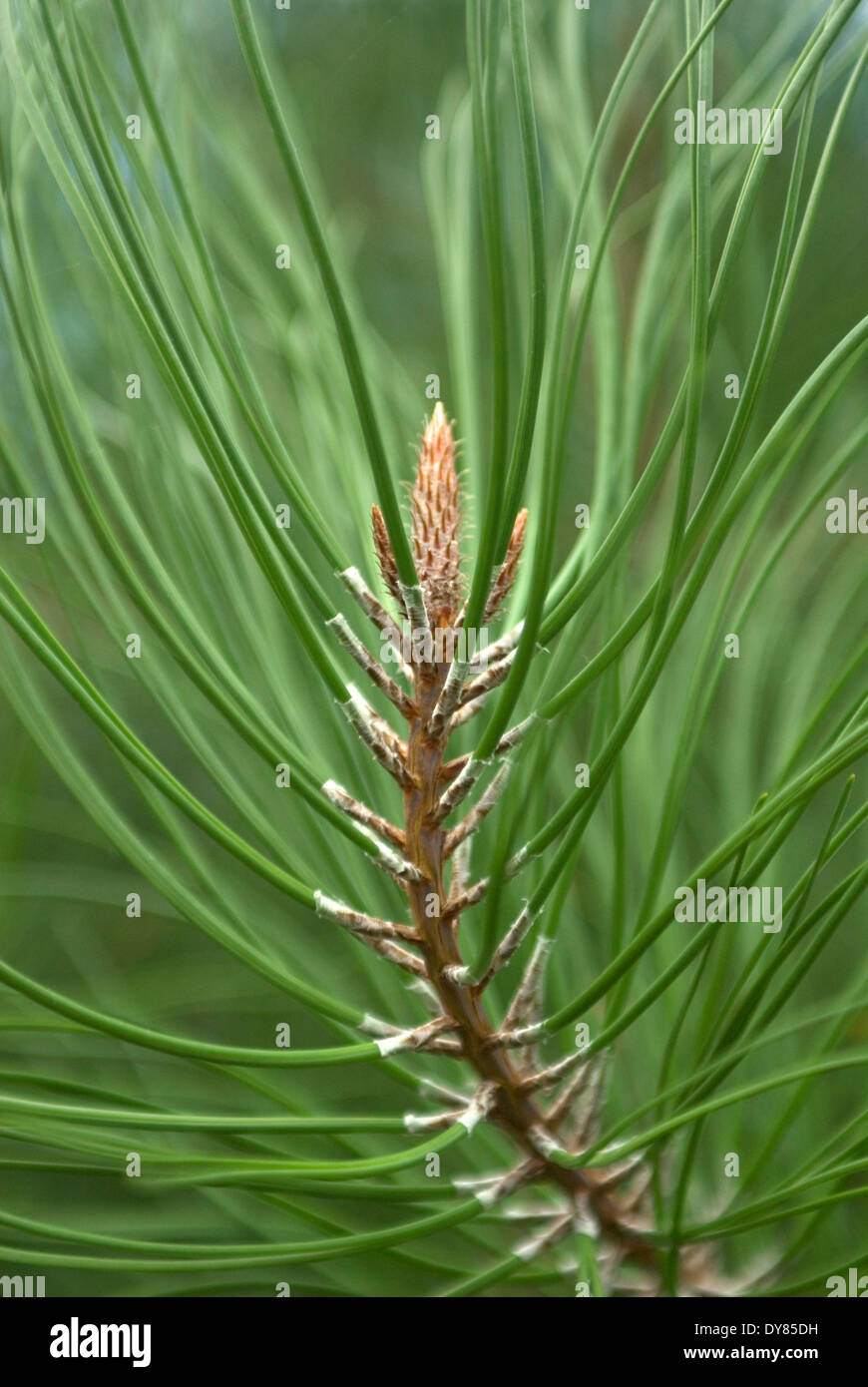 Pinus pinea, ombrello Pino. Conifere. Foglie e giovani cono. Foto Stock