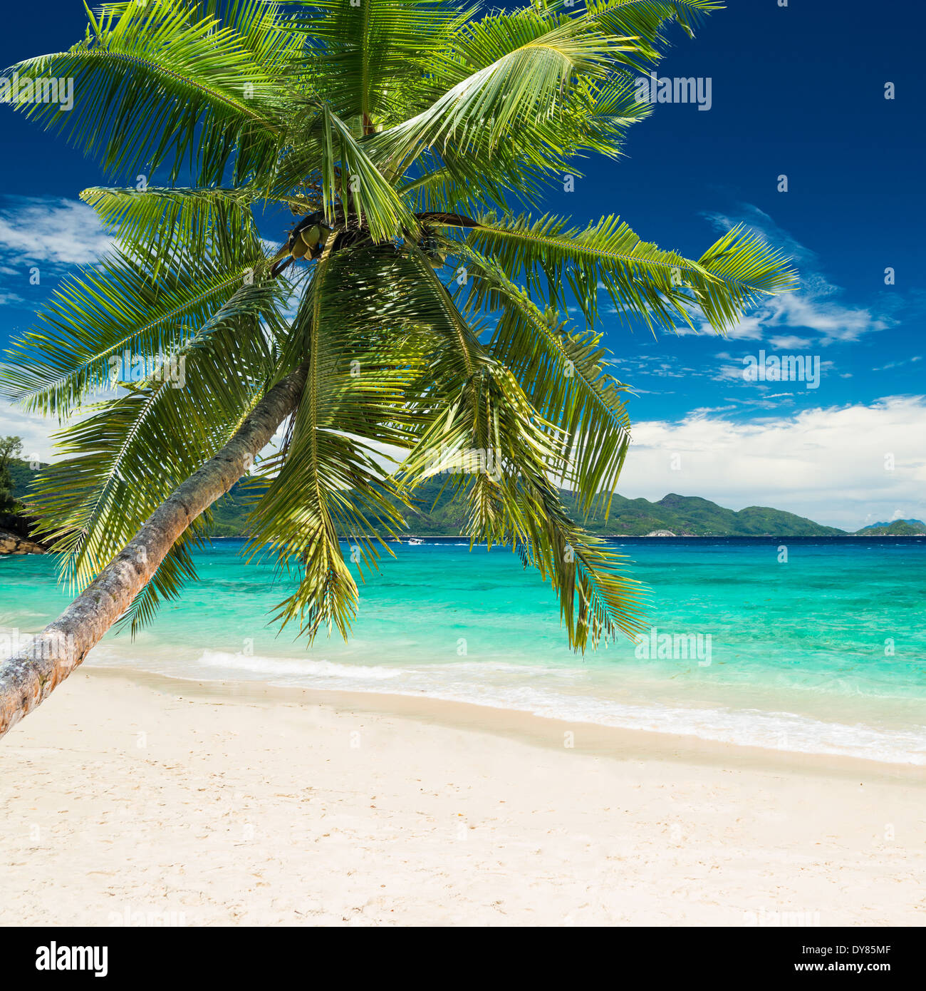 Spiaggia tropicale con palme e mare turchese Foto Stock