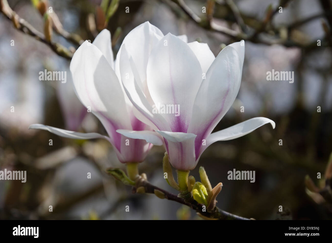 Magnolia soulangeana, calice bianco fiori soffusa con rosa, spesso crescente nella parte anteriore dei giardini della città e le periferie di case. Foto Stock