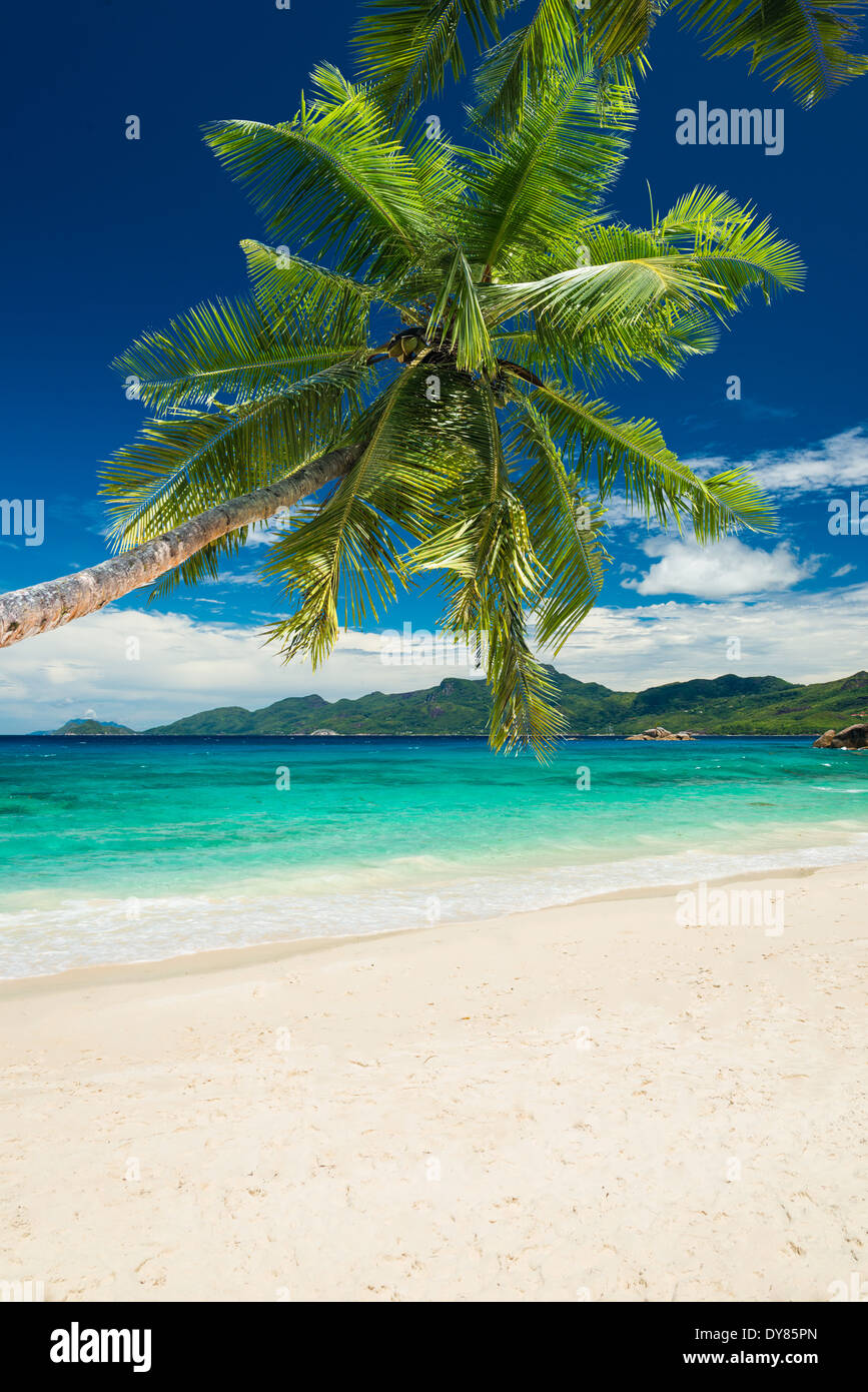 Spiaggia tropicale con palme e mare turchese Foto Stock