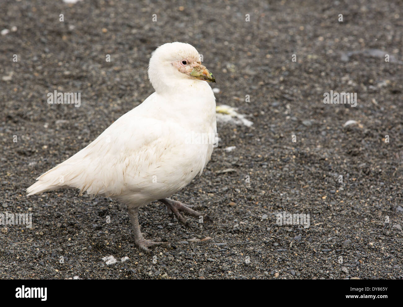 Un Sheathbill nevoso, Chionis albus, in una King colonia di pinguini in oro Harbour, Georgia del Sud. Foto Stock