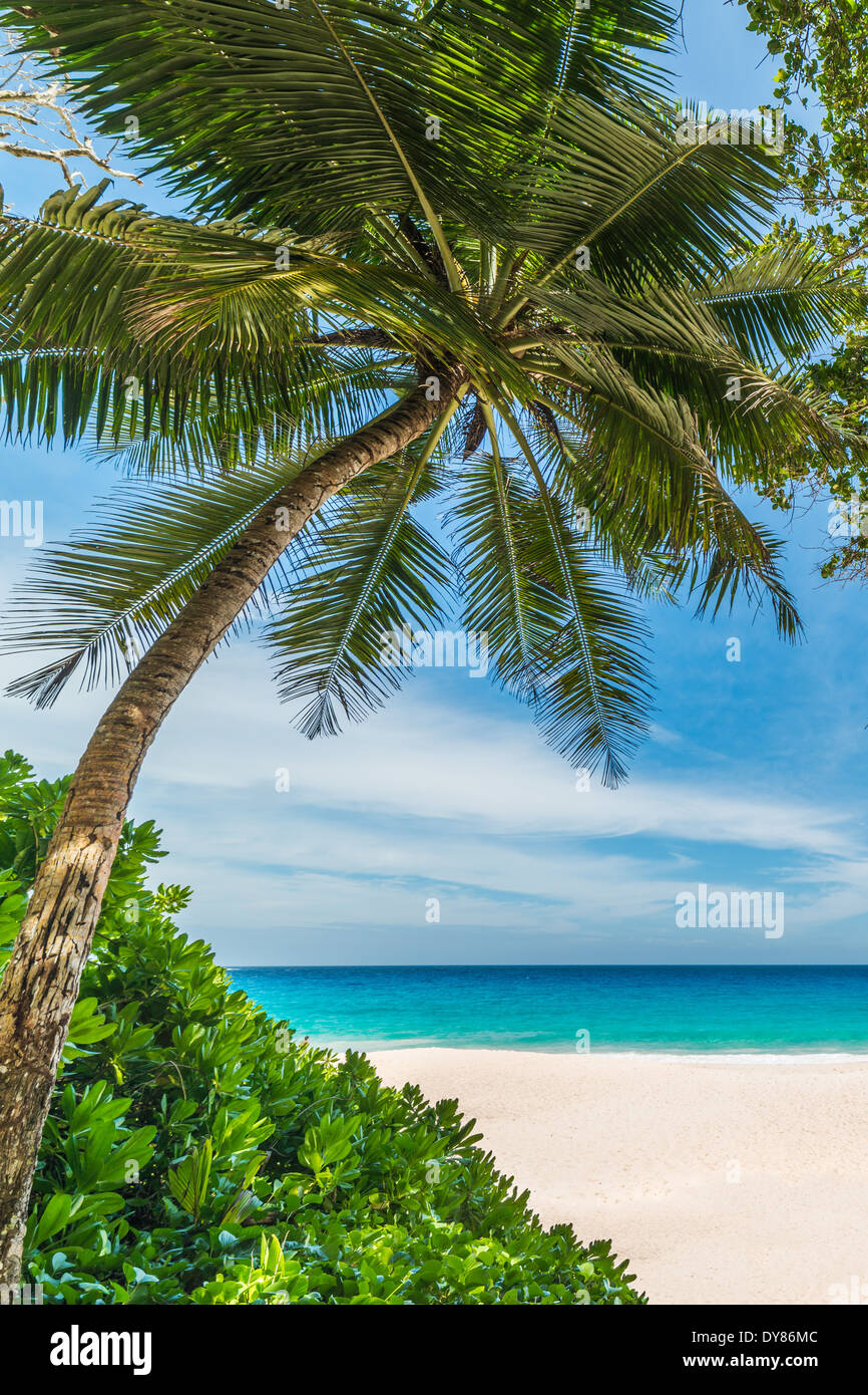 Spiaggia tropicale con palme e mare turchese Foto Stock