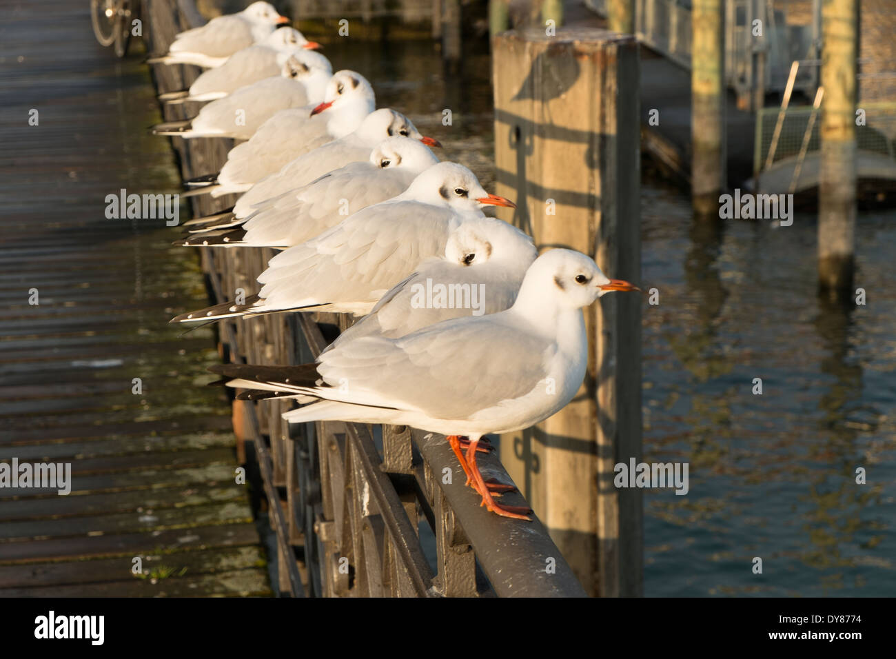 Germania Baden-Wuerttemberg, Costanza, porto, gabbiani Foto Stock