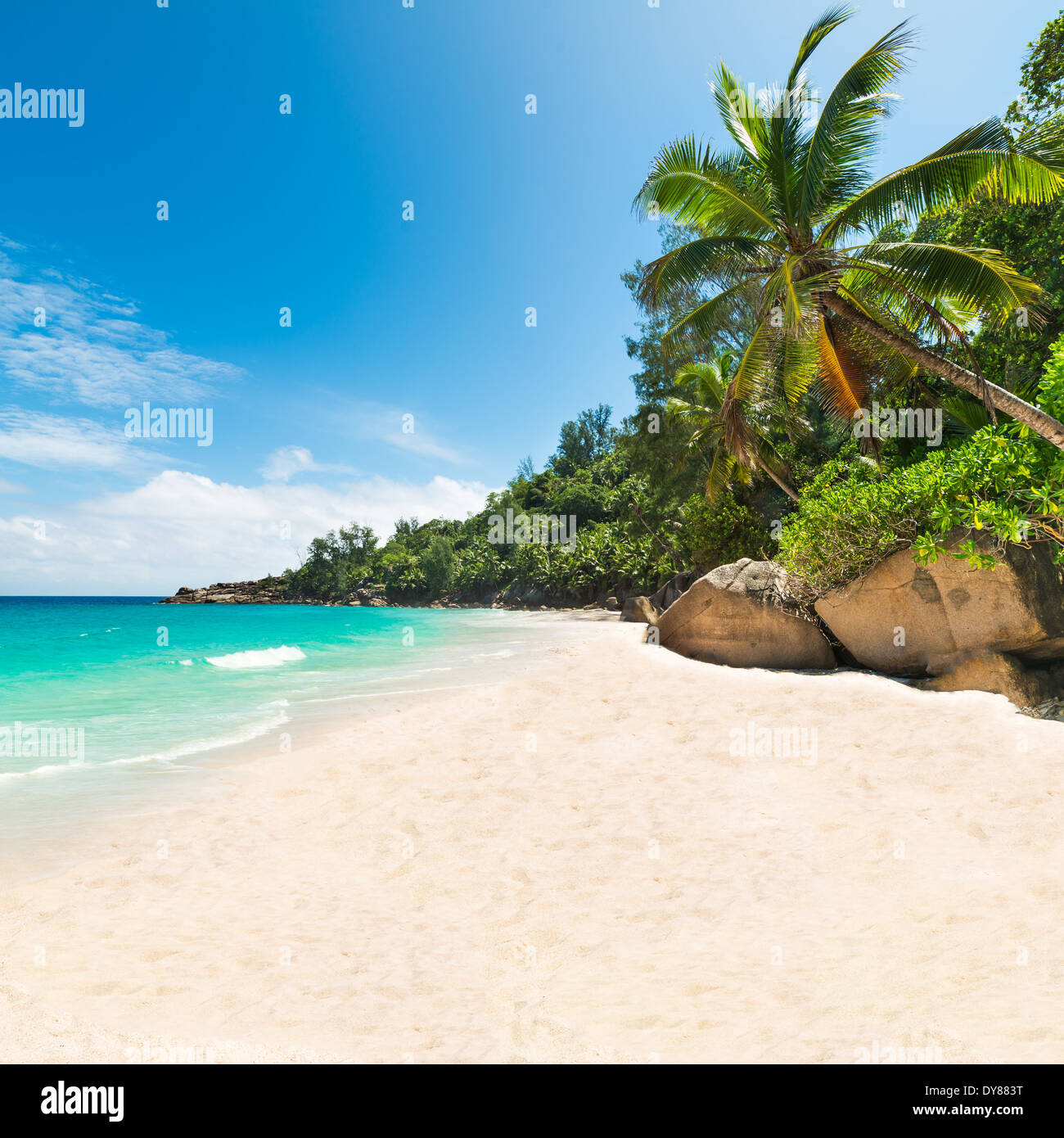 Spiaggia tropicale con palme e mare turchese Foto Stock
