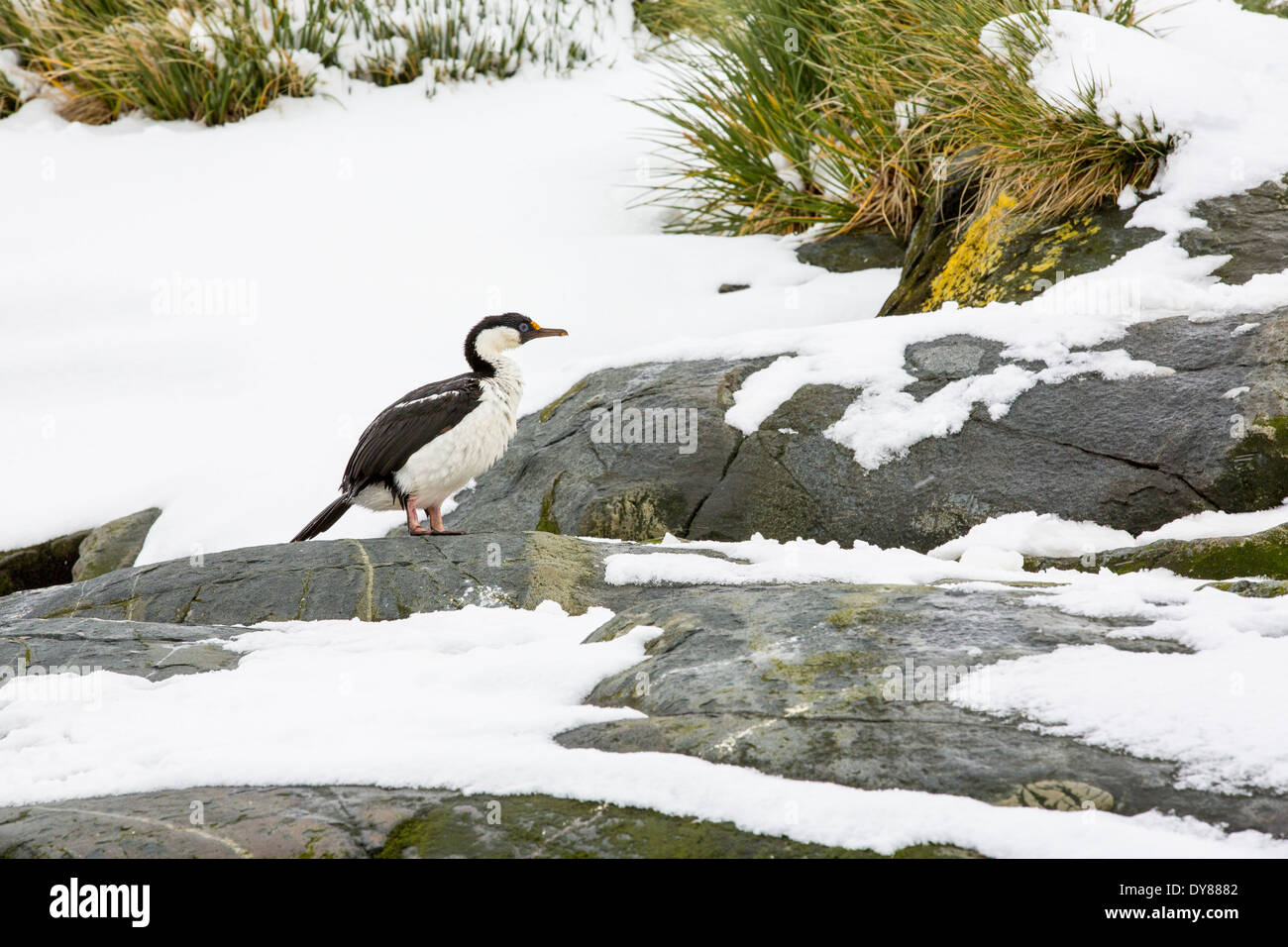 Un imperiale shag, Phalacrocorax atriceps in Larson porto, sulla Georgia del Sud, Oceano Meridionale. Foto Stock