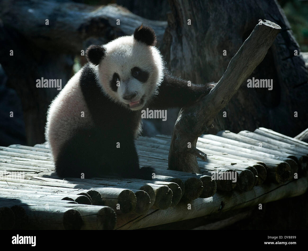 Madrid, Spagna. 9 Apr 2014. Panda gigante 'Xing Bao' è visto allo zoo di Madrid il 9 aprile 2014. "Xing Bao" è stato il quarto panda per essere nato nel giardino zoologico. Credito: Xie Haining/Xinhua/Alamy Live News Foto Stock