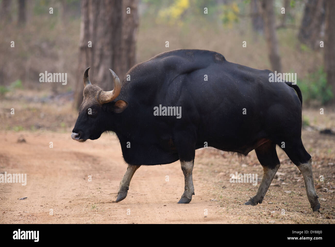 Un grande bull gaur (Bos gaurus) nell'area Kabini di Nagarahole Parco Nazionale, India Foto Stock