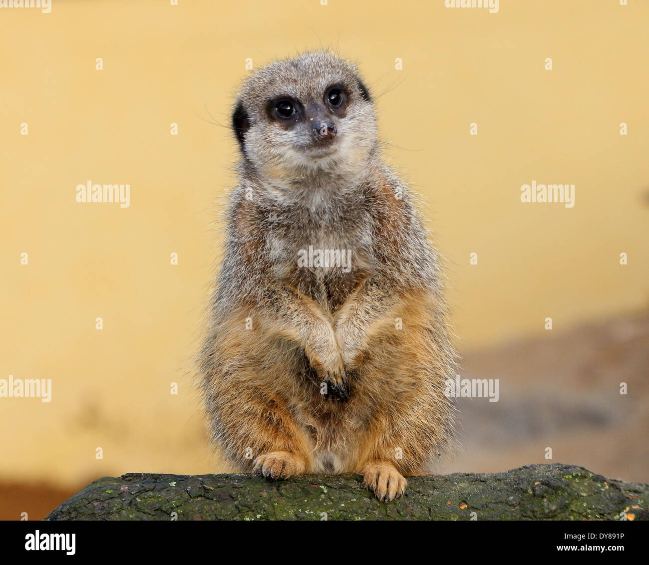 Close-up di un Africano Meerkat (Suricata suricatta) seduto in posizione eretta Foto Stock