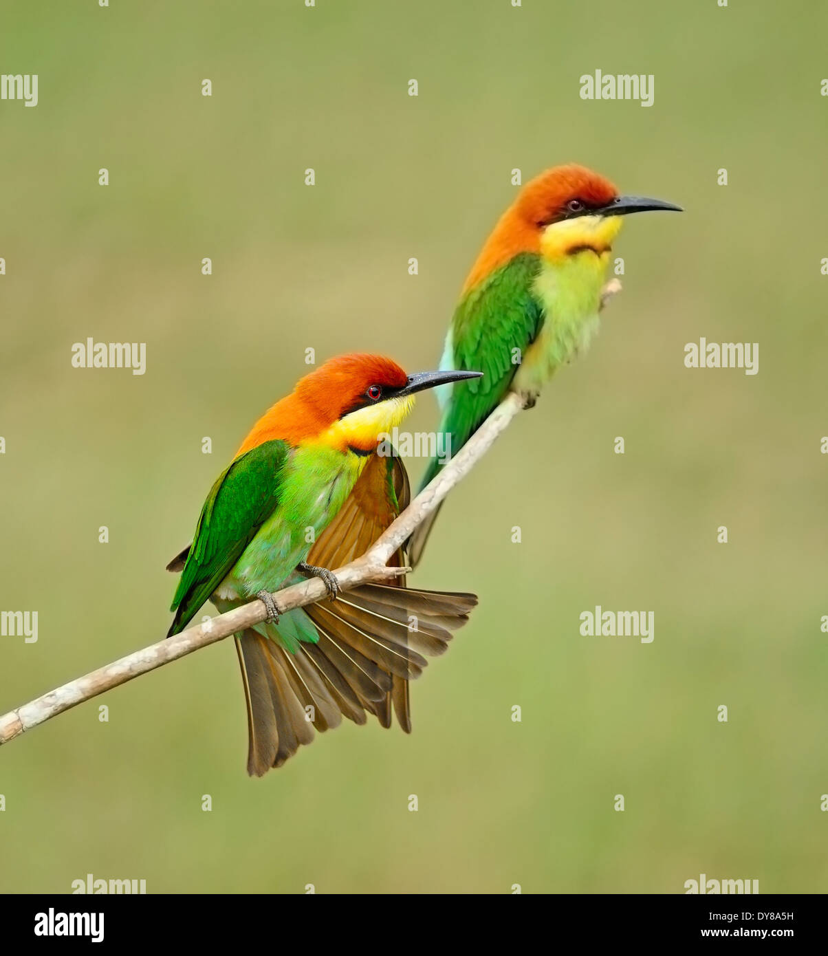 Gli amanti della coppia di uccelli colorati e castagni, capo-Bee eater (Merops leschenaulti), poggiante su di un ramo Foto Stock