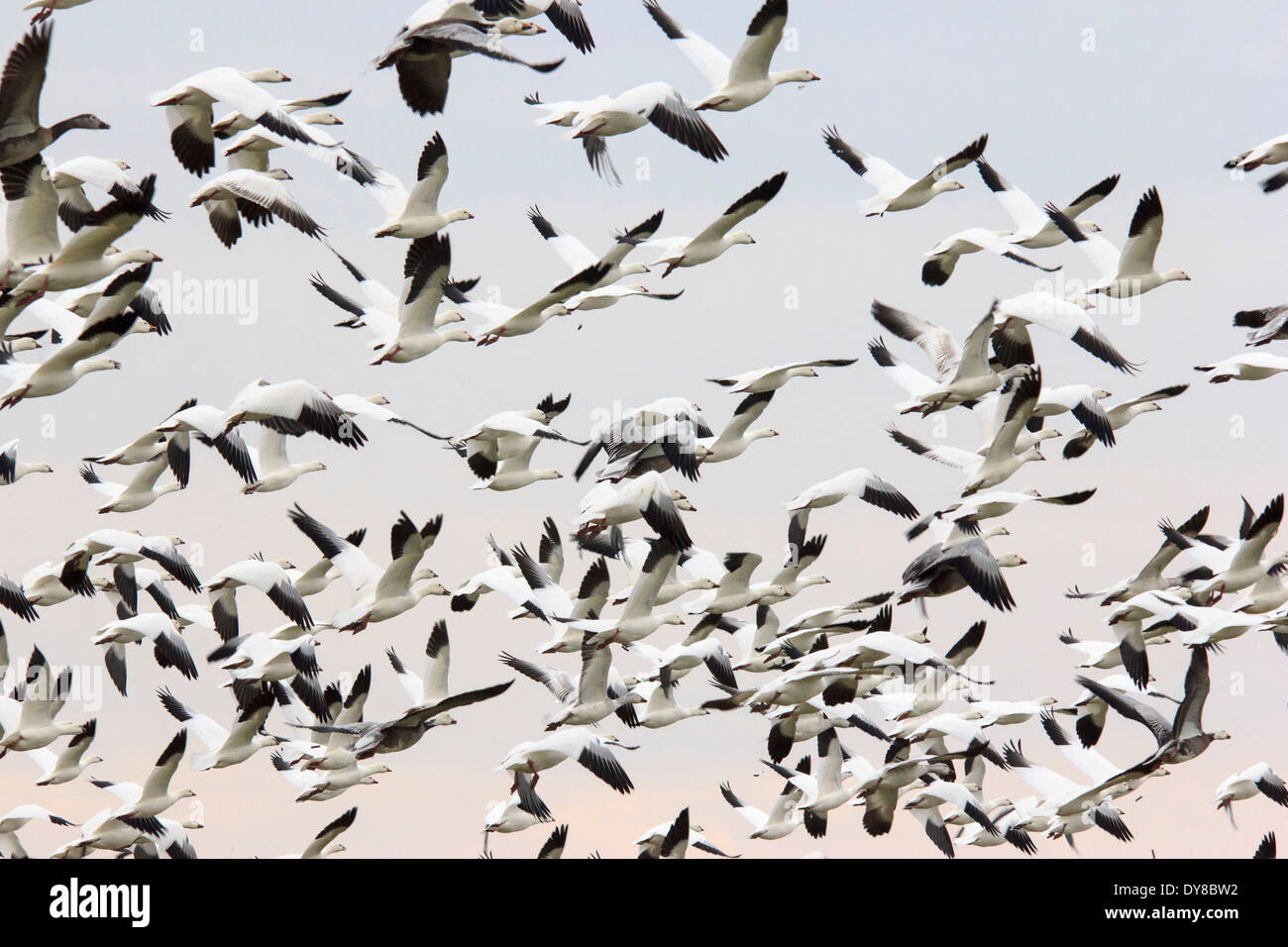 Chen caerulescens, oche, Hagerman, Lago Texoma, neve d'oca, Texas, TX, Stati Uniti d'America, Stati Uniti, America, pullulano, battenti, uccelli Foto Stock