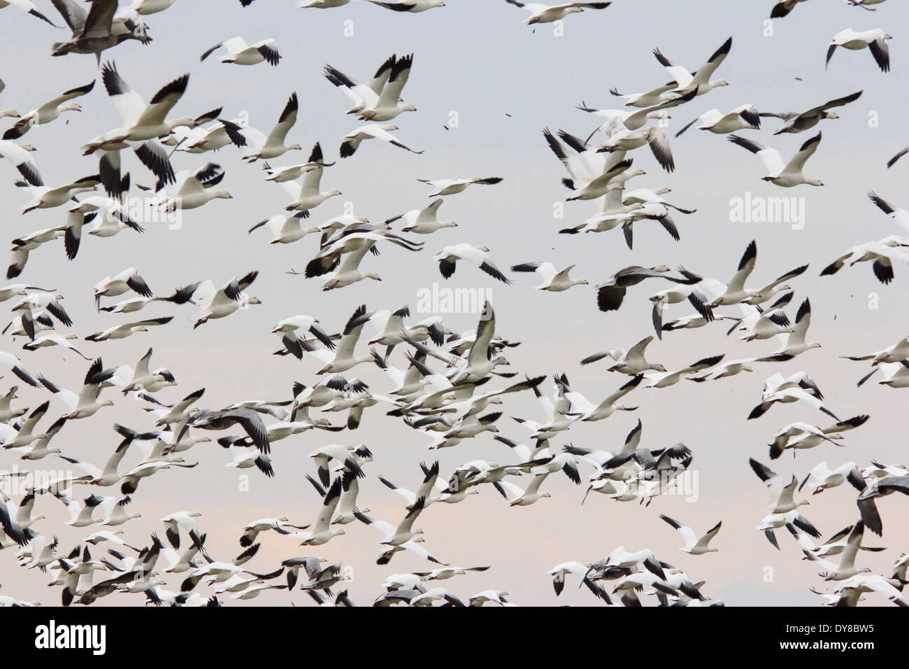Chen caerulescens, oche, Hagerman, Lago Texoma, neve d'oca, Texas, TX, Stati Uniti d'America, Stati Uniti, America, pullulano, battenti, uccelli Foto Stock