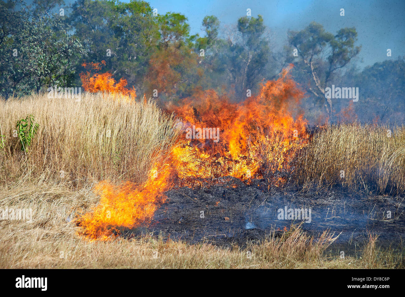 Australia, Borroloola, bush fire, incendio,, Territorio del Nord Foto Stock