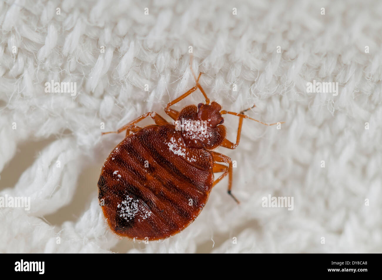 Cimici del letto (Lepinotus reticulatus) delineando una specie di peste, su un letto ricamata foglia, Spagna Foto Stock