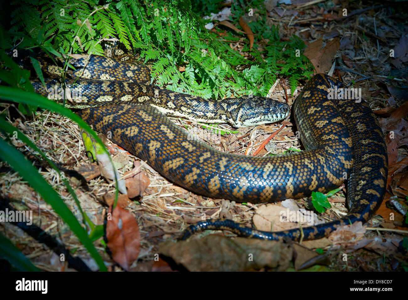 Australia, gamma di confine, parco nazionale, Nuovo Galles del Sud, python, rain forest, coda, snake, animale, Foto Stock