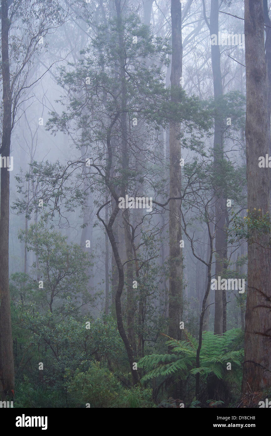 Australia, alberi, nebbia, Nuovo Galles del sud, sud-est Foresta, parco nazionale, legno, foresta, Foto Stock