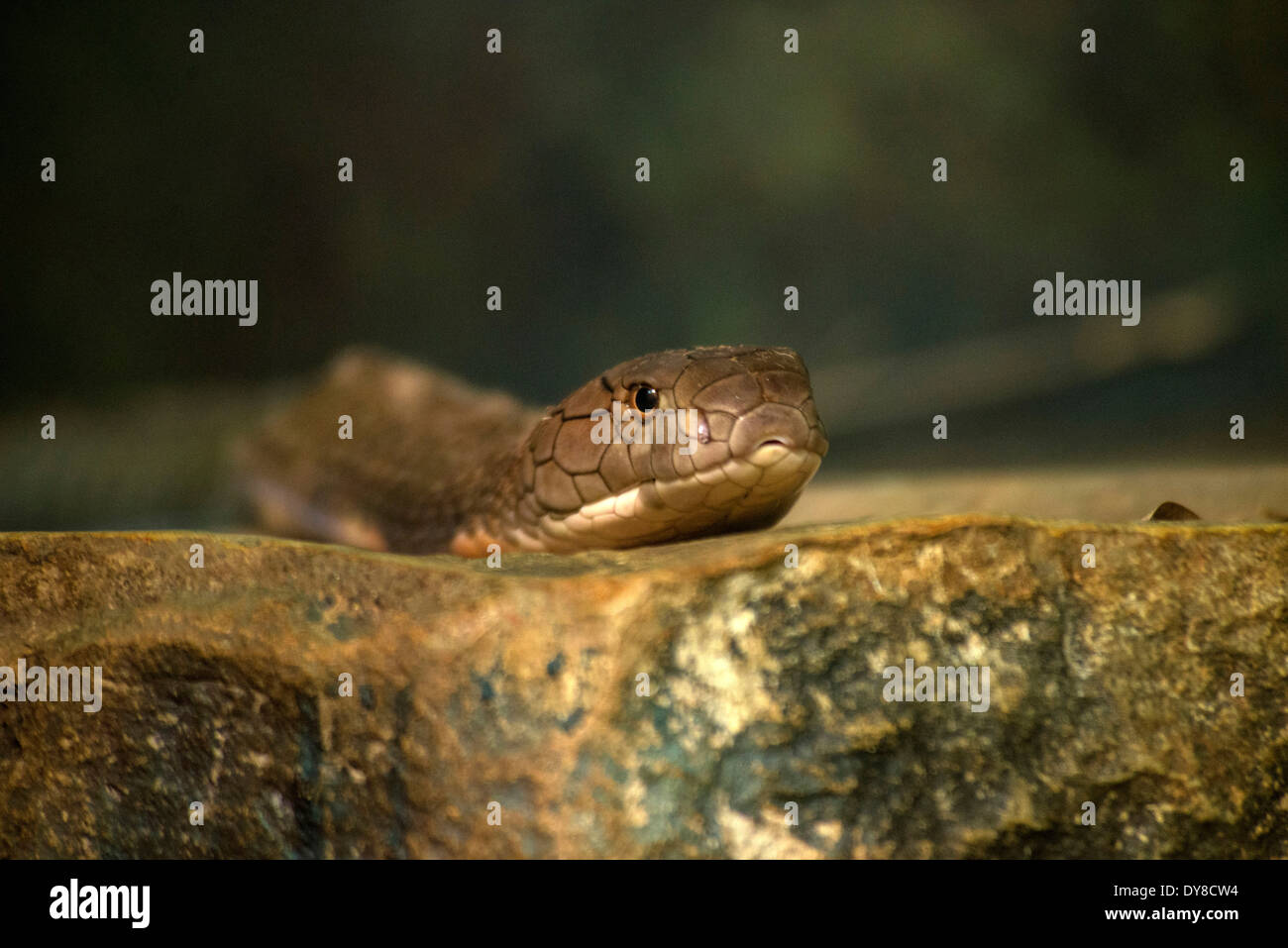 Re cobra, ophiophagus hannah, snake, testa, animale Foto Stock