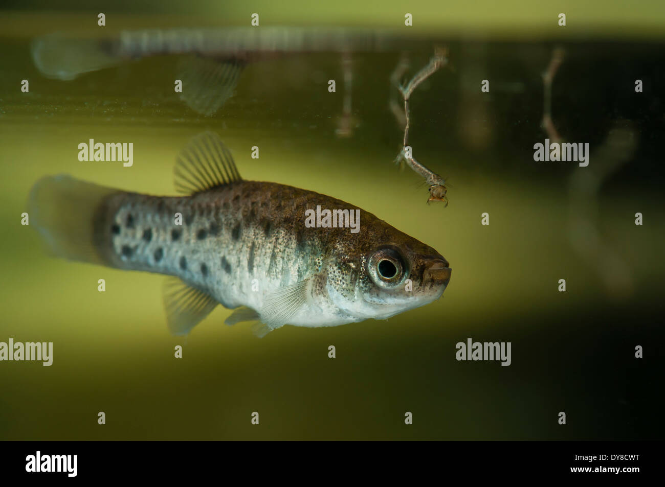 Aphanius iberus nuoto in prossimità di larve di zanzara potenziali prede (Culex pipipiens). Si tratta di una specie di pesci larvivori di zanzare attualmente in via di estinzione nel Mediterraneo dall'introduzione della zanzara americana (Gambusia spp.) agli inizi del XX secolo, che danneggia le specie autoctone. Foto Stock