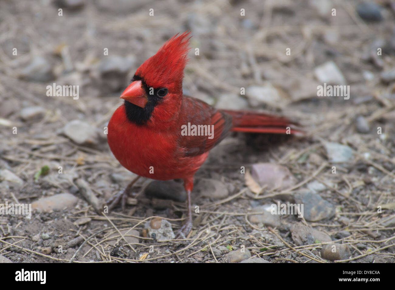 Il cardinale settentrionale, cardinalis cardinali, laguna atascosa National Wildlife Refuge, Texas, Stati Uniti d'America, Stati Uniti, America, uccello Foto Stock