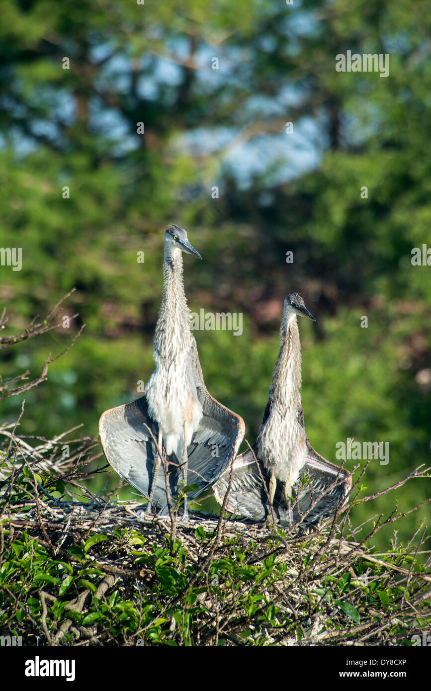 Airone blu, nesting, con giovani, ardea Erodiade, heron, bird, Foto Stock