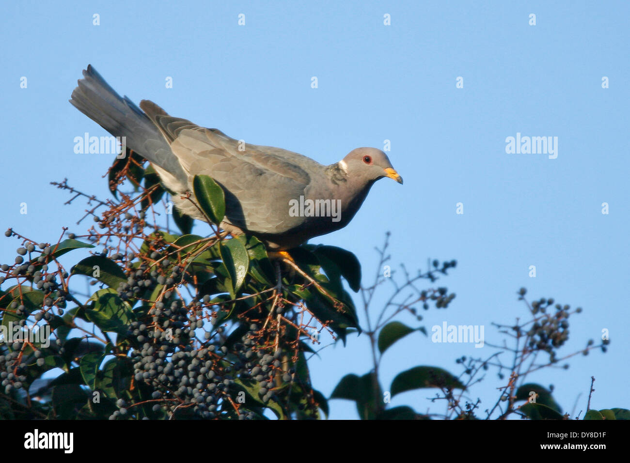 Piccione nastro-caudato - Patagioenas fasciata - per adulti Foto Stock