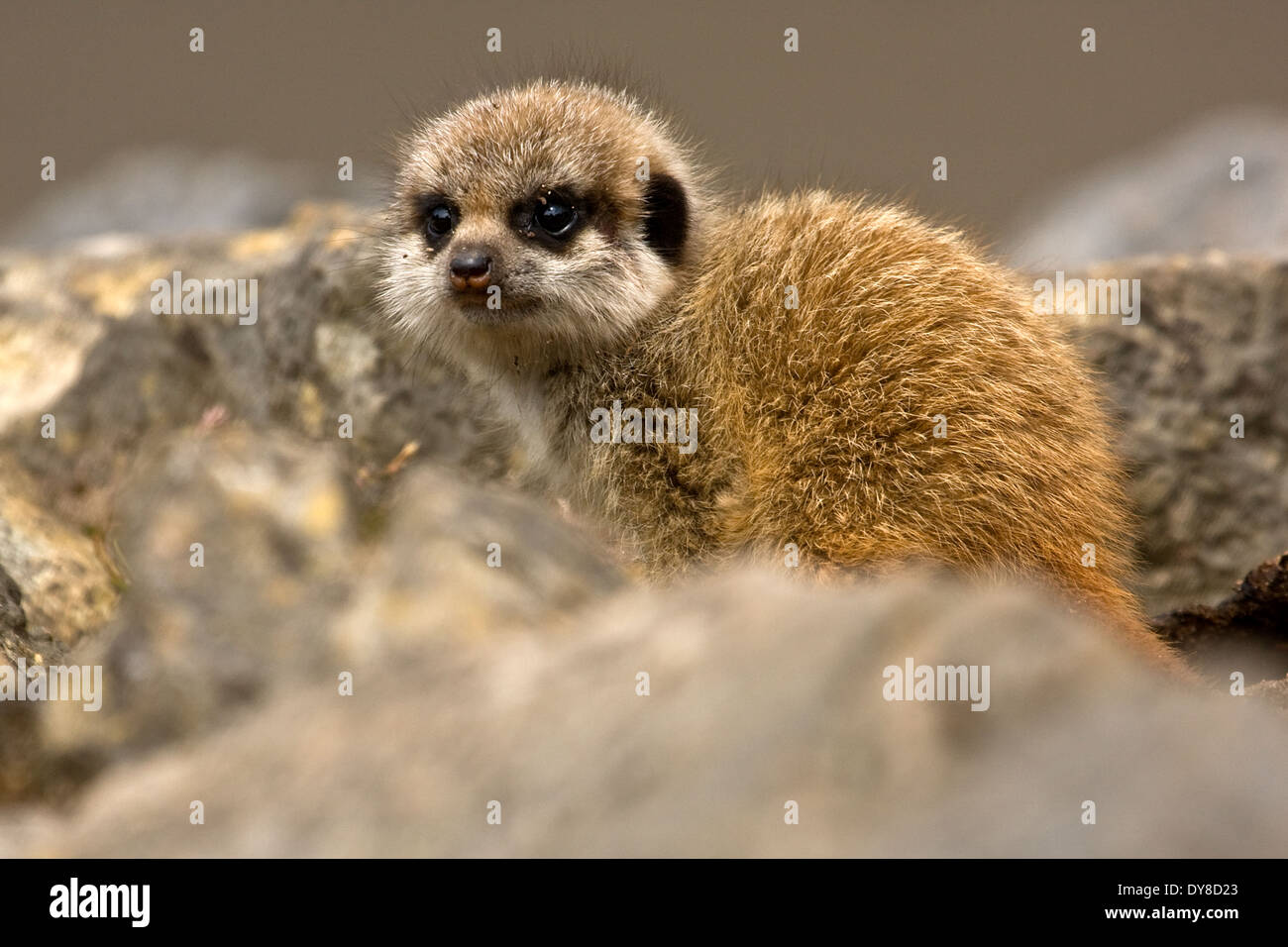 Meerkat giovane Foto Stock