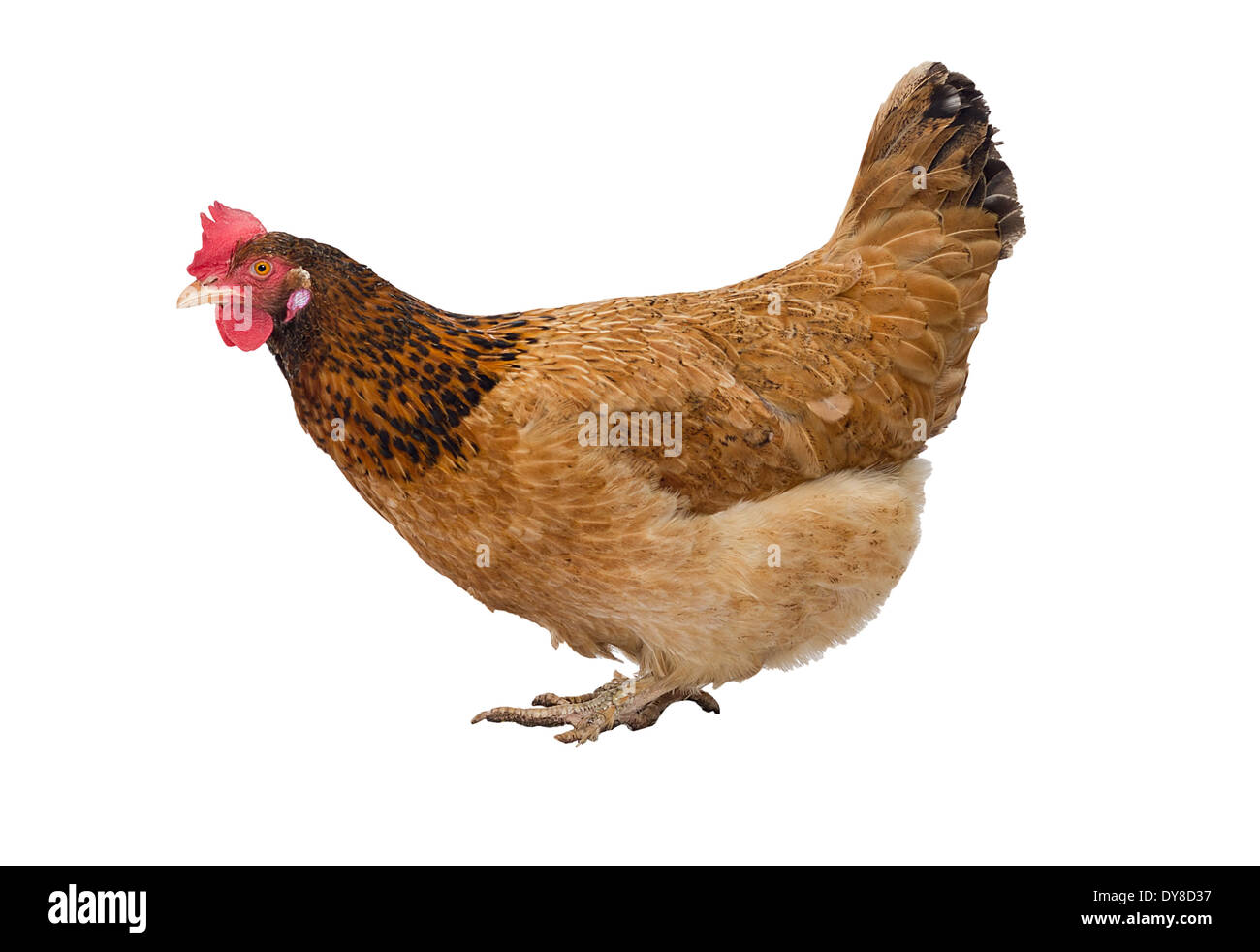 Brown Hen isolato su bianco, studio shot. Foto Stock