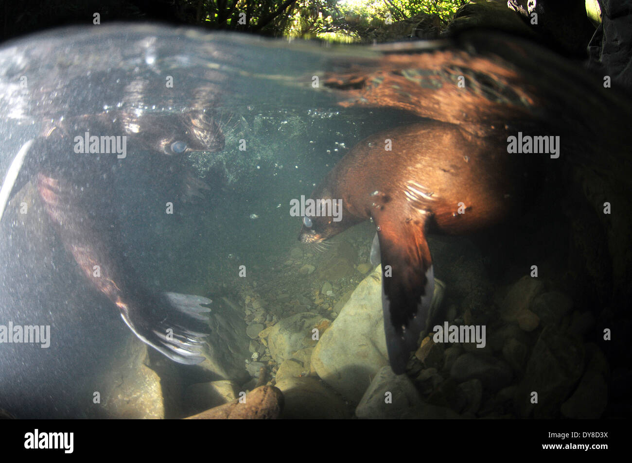 Immagine sdoppiata della Nuova Zelanda fur cuccioli di foca, Arctocephalus forsteri, nel flusso di acqua dolce nel punto di Ohau colonia di foche, Nuova Zelanda Foto Stock