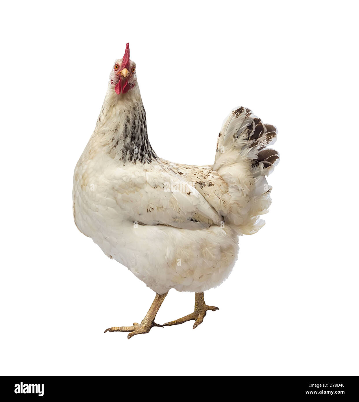 Chiazzato hen isolati su sfondo bianco,studio shot. Foto Stock