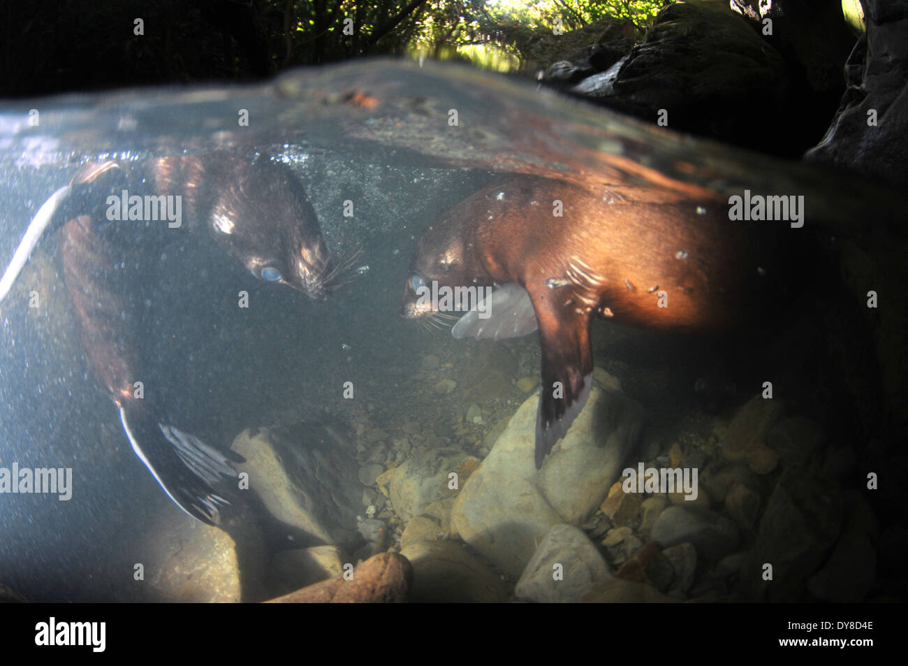 Immagine sdoppiata della Nuova Zelanda fur cuccioli di foca, Arctocephalus forsteri, nel flusso di acqua dolce nel punto di Ohau colonia di foche, Nuova Zelanda Foto Stock