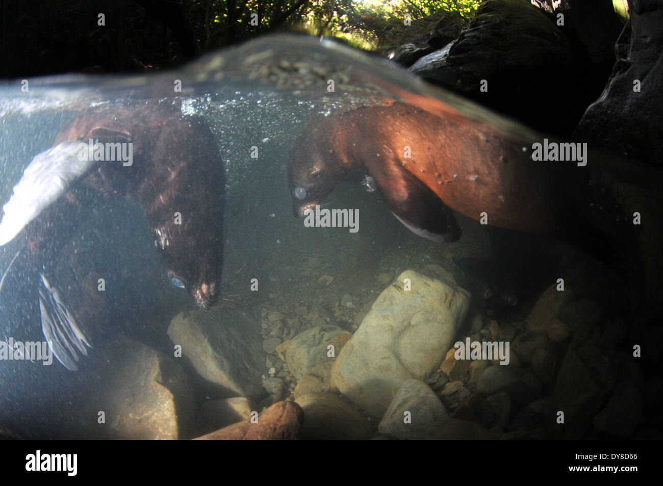 Immagine sdoppiata della Nuova Zelanda fur cuccioli di foca, Arctocephalus forsteri, nel flusso di acqua dolce nel punto di Ohau colonia di foche, Nuova Zelanda Foto Stock