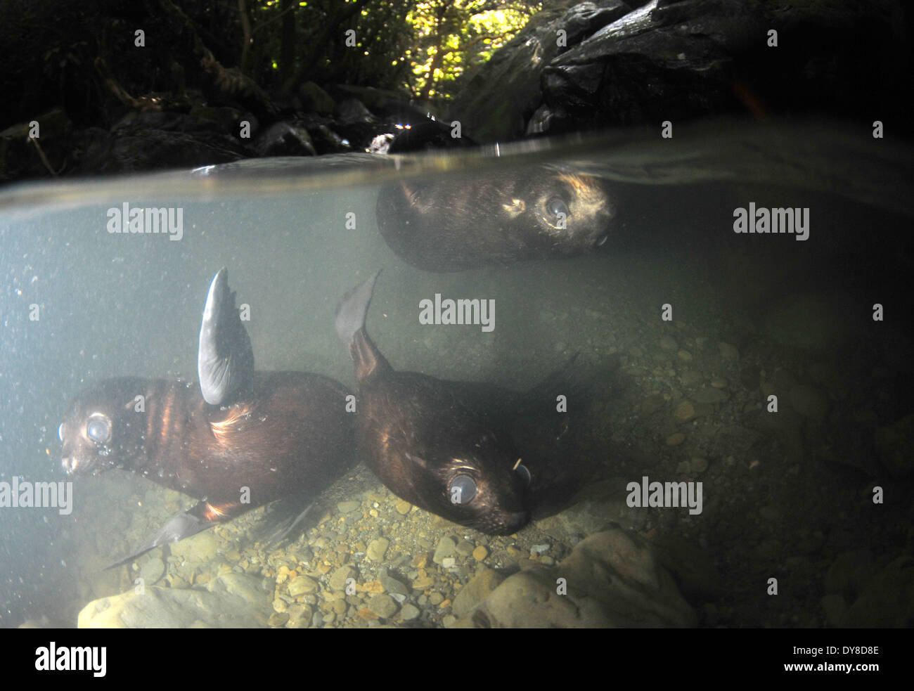 Immagine sdoppiata della Nuova Zelanda fur cuccioli di foca, Arctocephalus forsteri, nel flusso di acqua dolce nel punto di Ohau colonia di foche, Nuova Zelanda Foto Stock