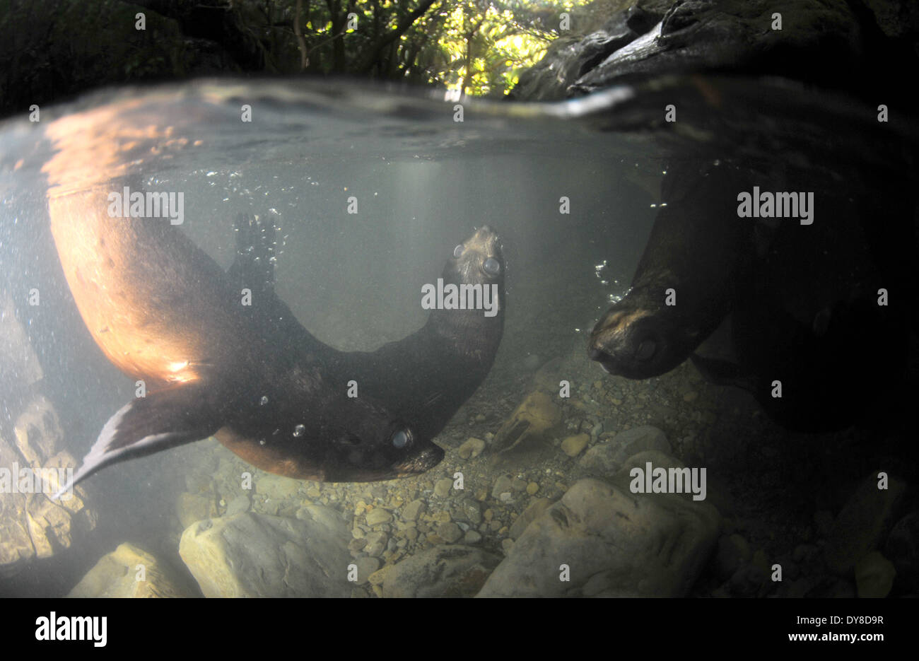 Immagine sdoppiata della Nuova Zelanda fur cuccioli di foca, Arctocephalus forsteri, nel flusso di acqua dolce nel punto di Ohau colonia di foche, Nuova Zelanda Foto Stock
