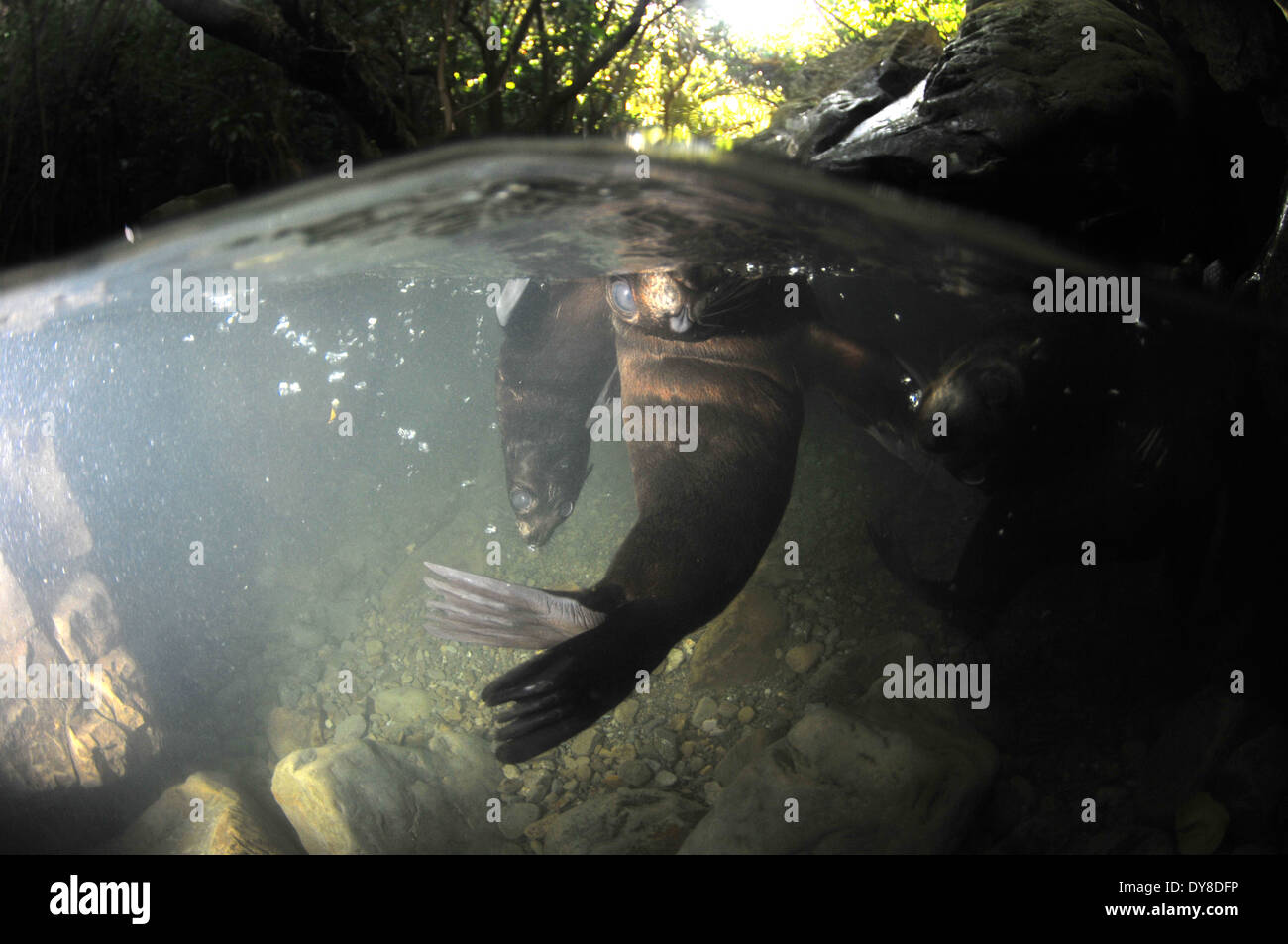 Immagine sdoppiata della Nuova Zelanda fur cuccioli di foca, Arctocephalus forsteri, nel flusso di acqua dolce nel punto di Ohau colonia di foche, Nuova Zelanda Foto Stock
