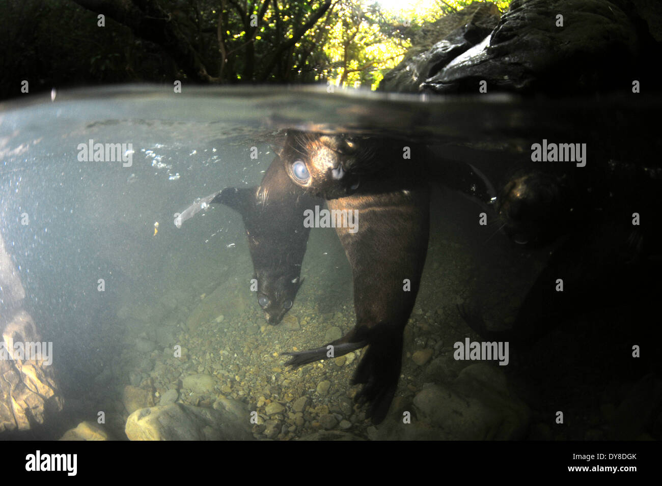 Immagine sdoppiata della Nuova Zelanda fur cuccioli di foca, Arctocephalus forsteri, nel flusso di acqua dolce nel punto di Ohau colonia di foche, Nuova Zelanda Foto Stock