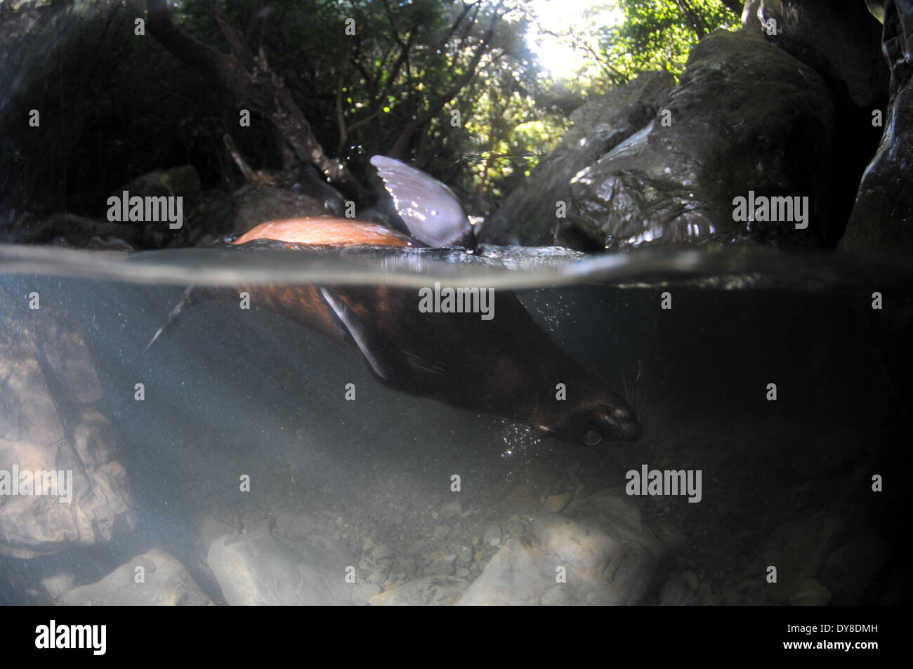 Immagine sdoppiata della Nuova Zelanda pelliccia sigillo pup, Arctocephalus forsteri, nel flusso di acqua dolce nel punto di Ohau colonia di foche, Nuova Zelanda Foto Stock