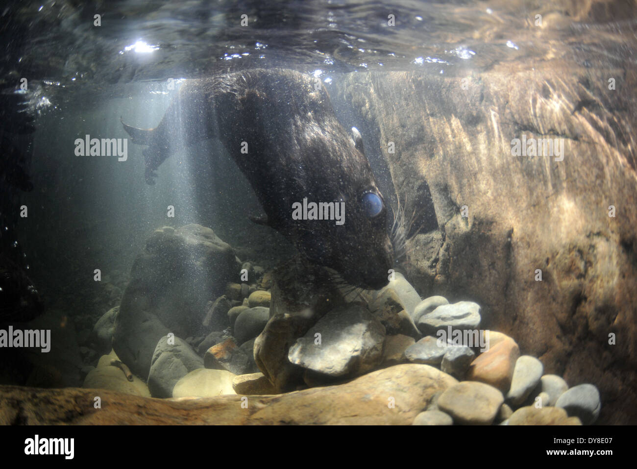 Nuova Zelanda pelliccia sigillo pup, Arctocephalus forsteri, nel flusso di acqua dolce nel punto di Ohau colonia di foche, Nuova Zelanda Foto Stock