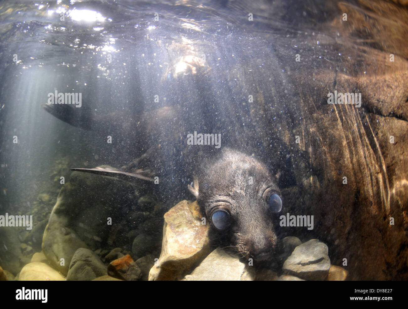 Nuova Zelanda fur cuccioli di foca, Arctocephalus forsteri, nel flusso di acqua dolce nel punto di Ohau colonia di foche, Nuova Zelanda Foto Stock