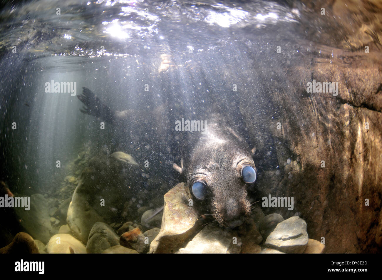 Nuova Zelanda fur cuccioli di foca, Arctocephalus forsteri, nel flusso di acqua dolce nel punto di Ohau colonia di foche, Nuova Zelanda Foto Stock